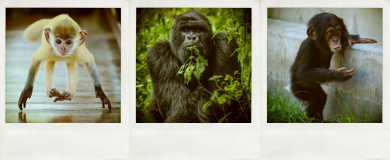 sarugorirachimpanzee